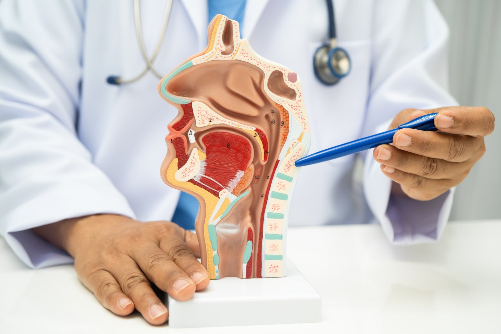ENT (Ear, Nose & Throat)